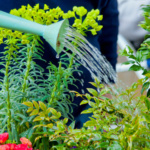 Featured Image Gardening watering can