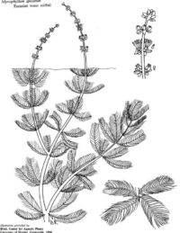 milfoil drawing large