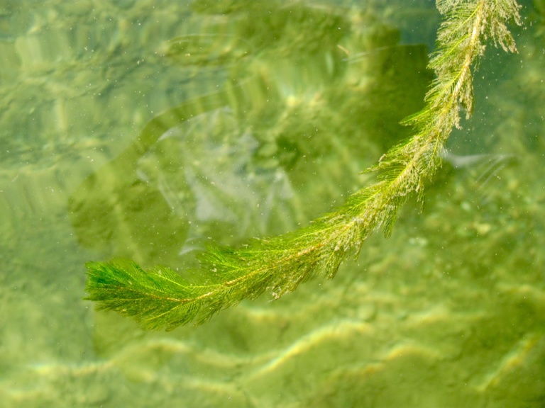 milfoil in water - Cascade Water